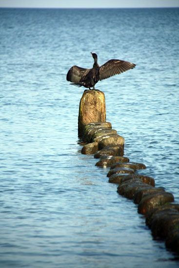 Kormoran