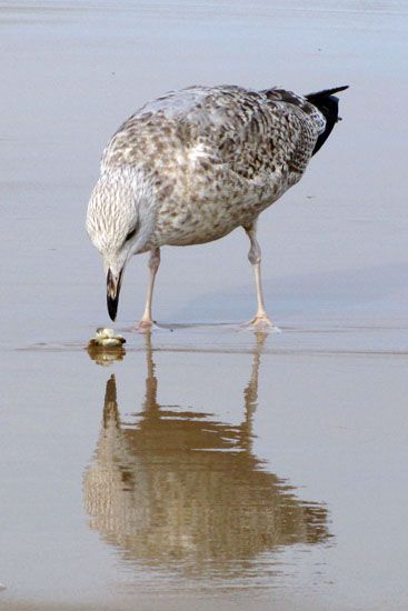 Möwe beim Muschelknacken