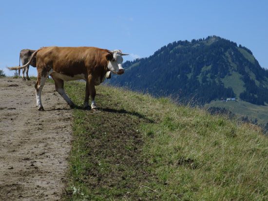Muh-Kuh auf der Ochsenalpe