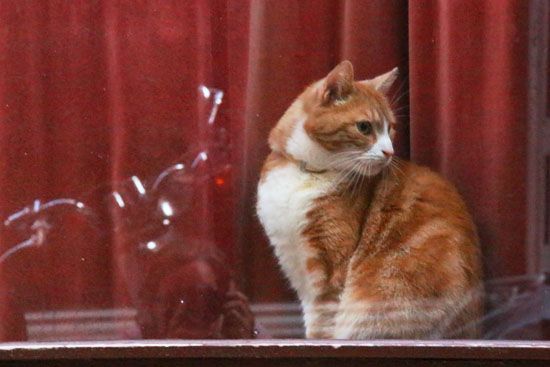 Katze im Schaufenster