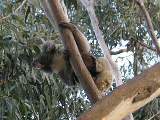 Kangaroo Island - Koala Walk