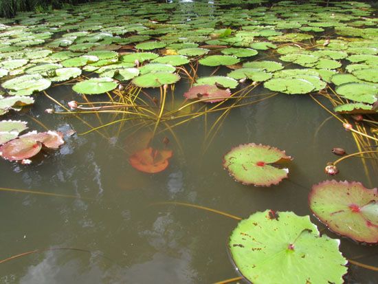 Am Rande des Rio Preguiça