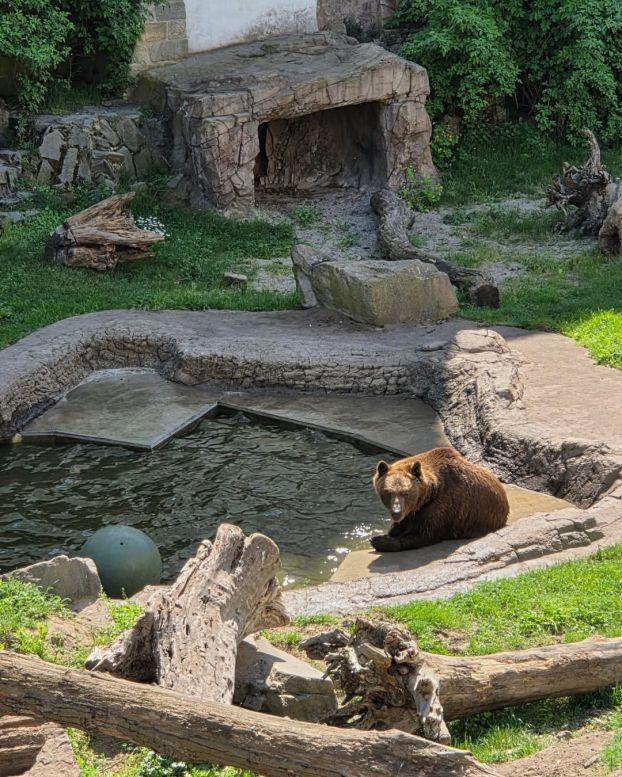 Braunbären in Torgau