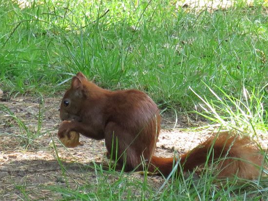 Hungriges Eichhörnchen