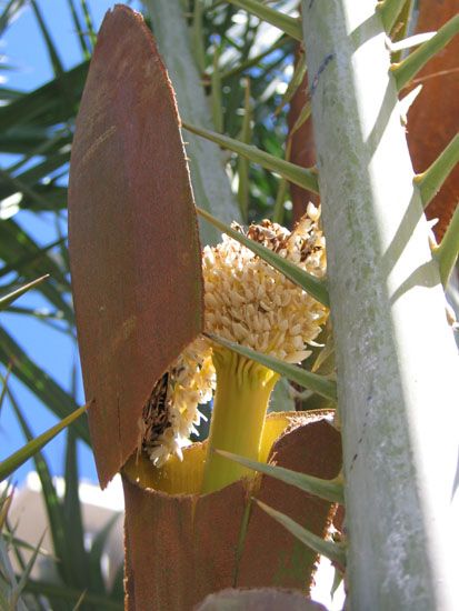 La Gomera - März 2008