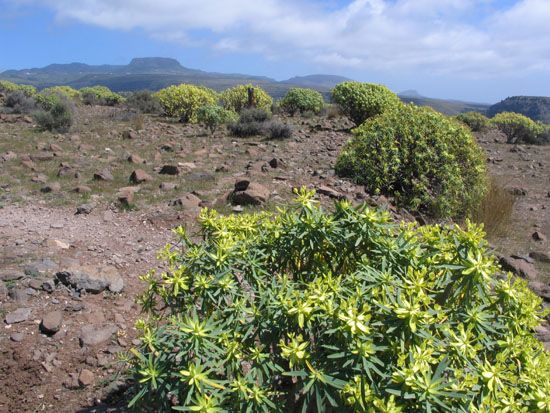 La Gomera - März 2008