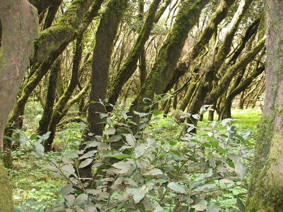 Nationalpark - Wanderung zum Garajonay - Laguna Grande