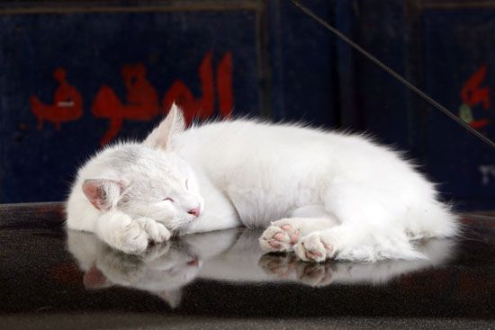 Katze in Rabat