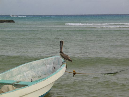Playa del Carmen: Pelikan