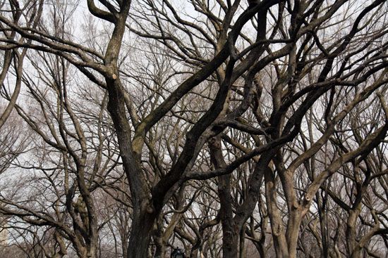 Bäume im Central Park