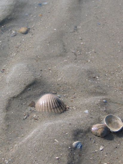 Norderney - Muscheln am Strand