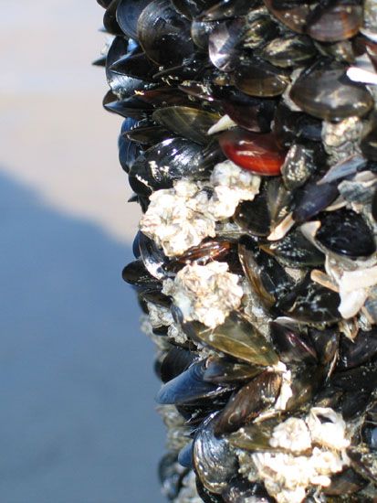 Norderney - Miesmuscheln am Strand