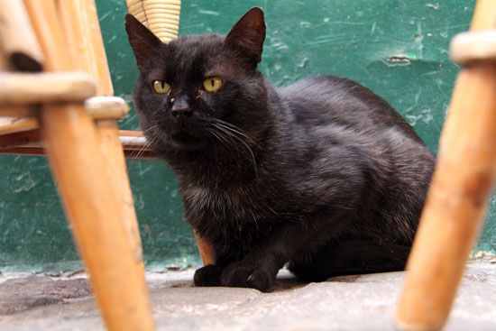 Le Chat Noir in Montmartre