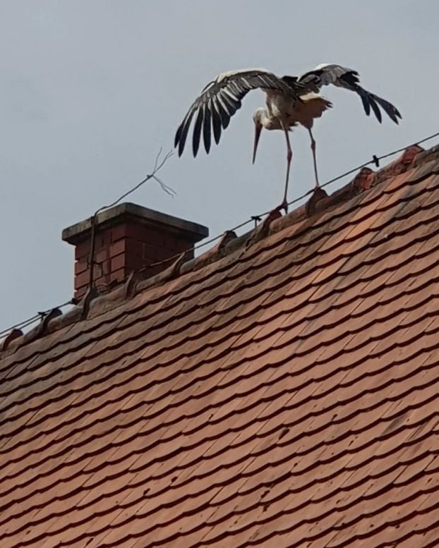 Storch auf dem Dach