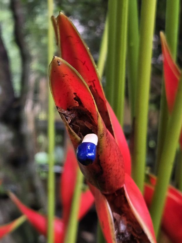 Helikonie - "Falsche Paradiesvogelblume"