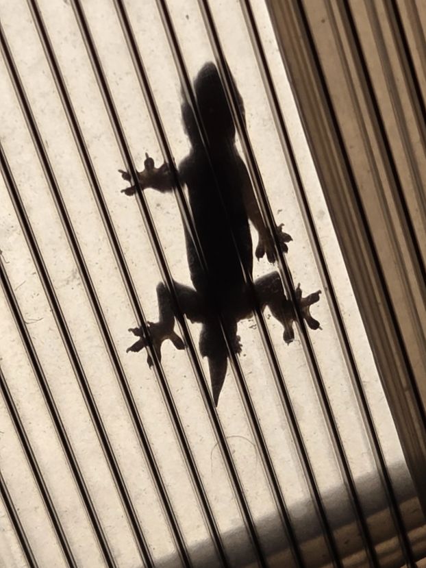 Neugieriger Gecko auf dem Dach des Outdoor-Badezimmer