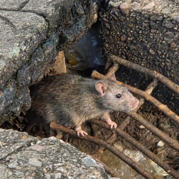 Hungriger Besucher auf dem Nachtmarkt in Hua Hin