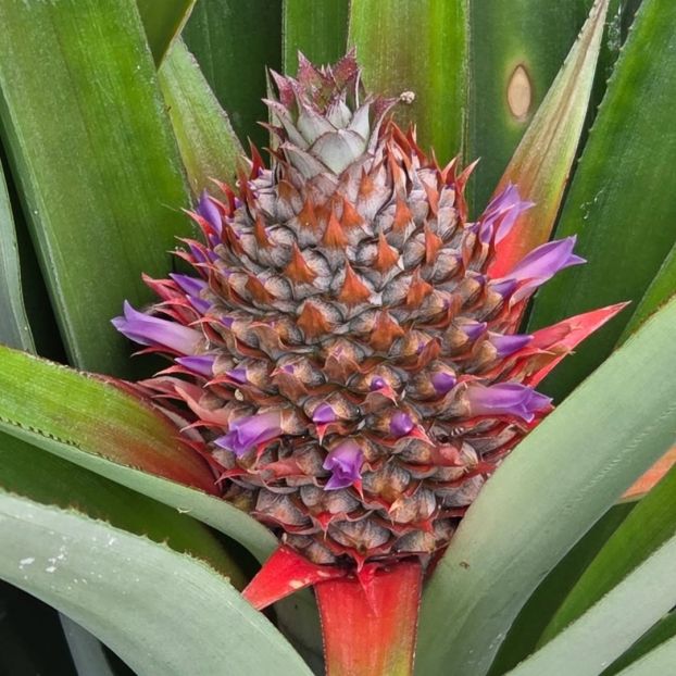 Ananas