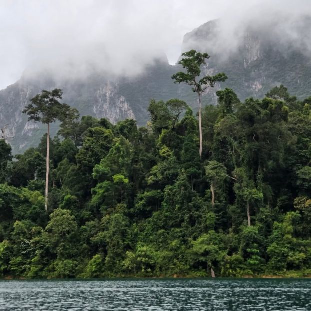 Regenwald im Khao Sok Nationalpark