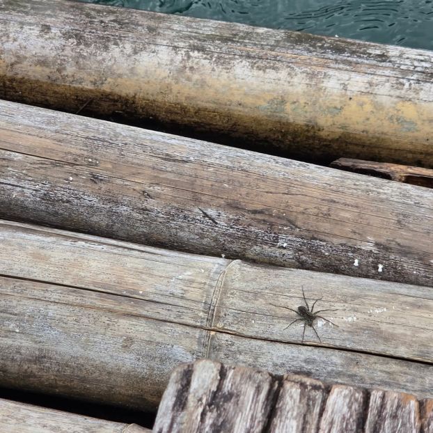 Pfui Spinne auf dem Floß