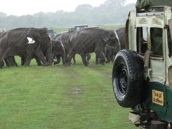 Elefantenbeobachtung auf Jeepsafari