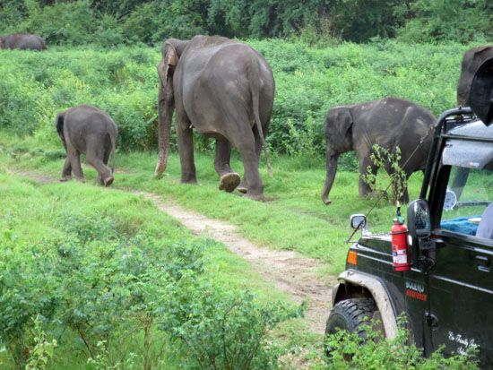 Elefantenbeobachtung auf Jeepsafari