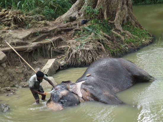 Mahut badet seinen Elefanten