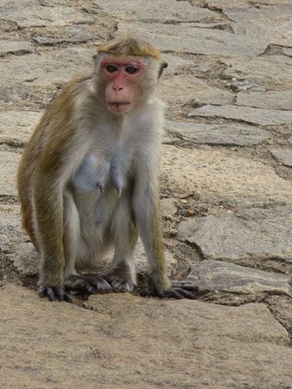 Affe beim Höhlentempel von Dambulla