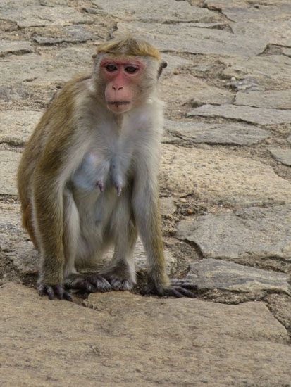 Sri Lanka - November 2017