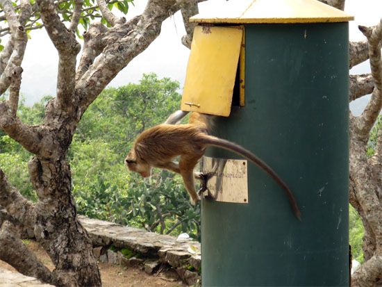 Sri Lanka - November 2017