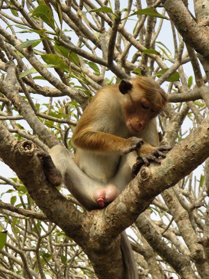 Sri Lanka - November 2017