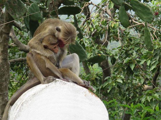 Affen-Mama mit Nachwuchs