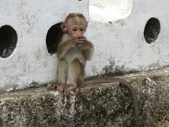 Sri Lanka - November 2017