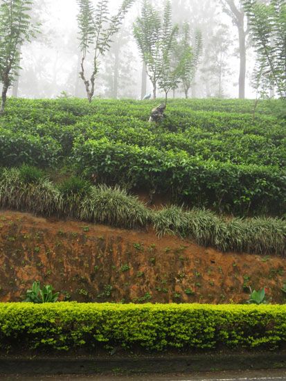 Pflückerin auf Teeplantage