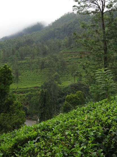 Sri Lanka - November 2017