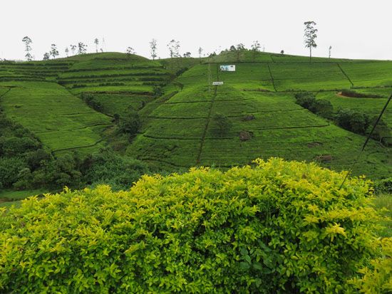 Sri Lanka - November 2017