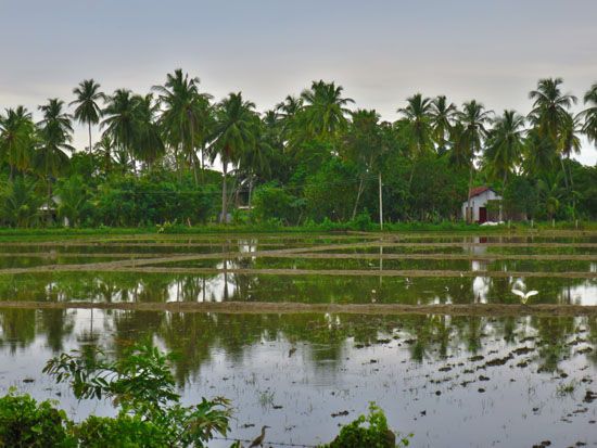 Sri Lanka - November 2017