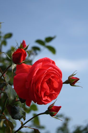 Rosen in Planten un Blomen