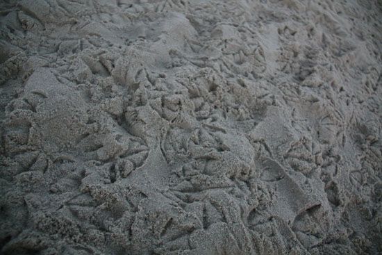 Spuren im Sand