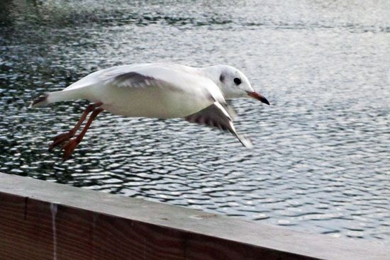 Möwe im Anflug